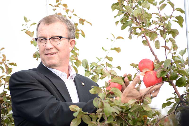 Former Agriculture and Fisheries Minister province of PEI , Canada - Alan McIsaac picks the ceremonial first Apple at CNP Farm